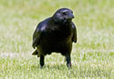 Corvus brachyrhynchos